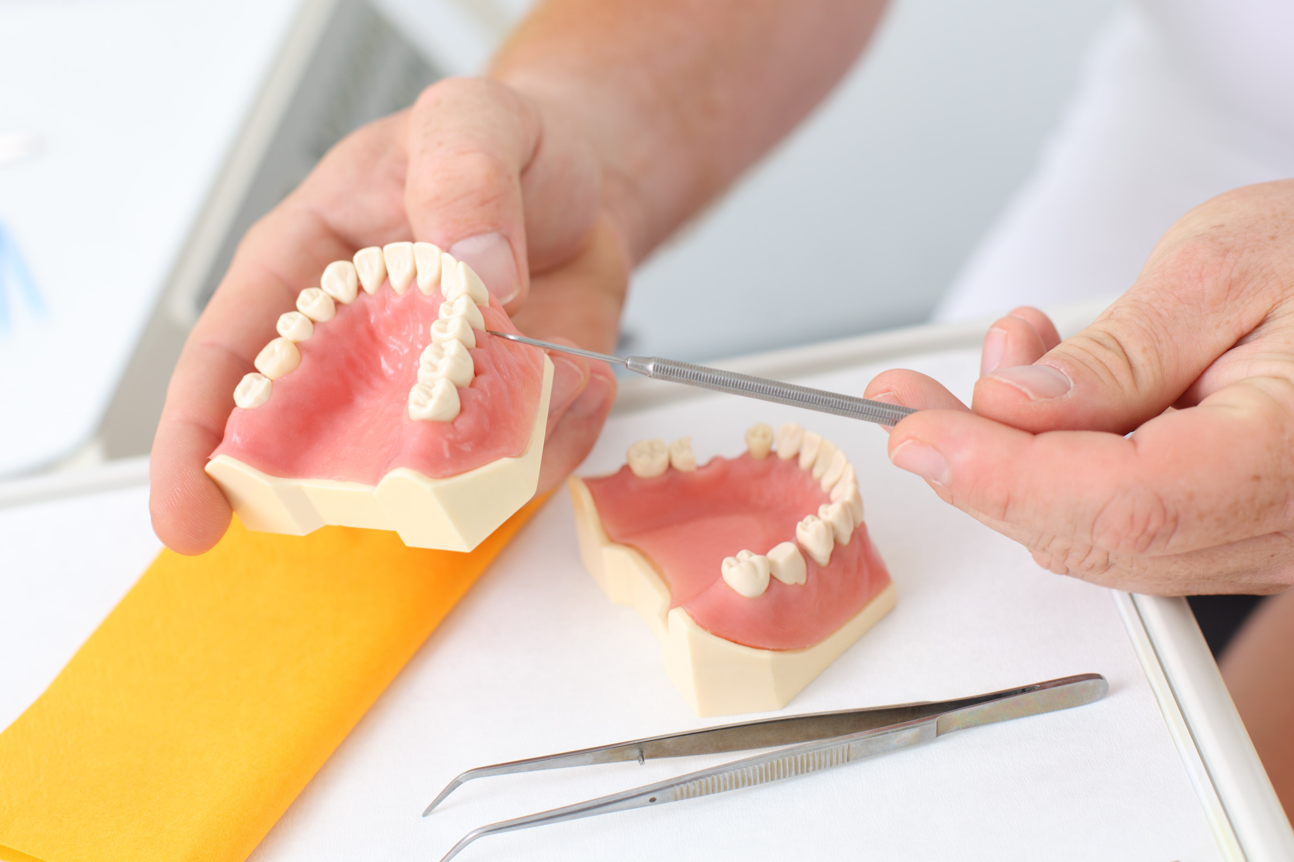 4 Types of Teeth